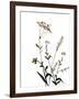 Watermark Wildflowers X-Jennifer Goldberger-Framed Art Print