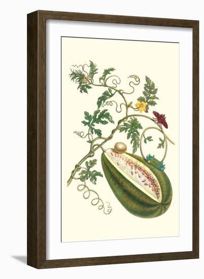 Watermelon and Slug Moth-Maria Sibylla Merian-Framed Art Print