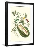 Watermelon and Slug Moth-Maria Sibylla Merian-Framed Art Print