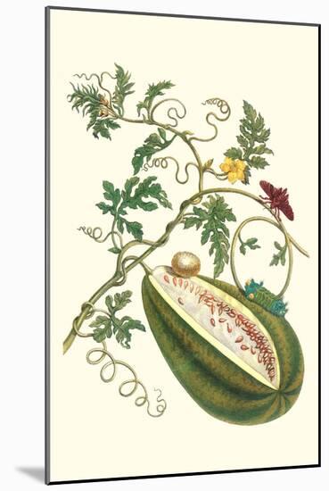 Watermelon and Slug Moth-Maria Sibylla Merian-Mounted Art Print