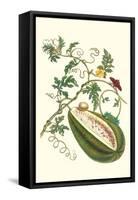 Watermelon and Slug Moth-Maria Sibylla Merian-Framed Stretched Canvas