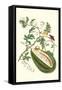 Watermelon and Slug Moth-Maria Sibylla Merian-Framed Stretched Canvas