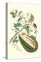 Watermelon and Slug Moth-Maria Sibylla Merian-Stretched Canvas