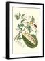 Watermelon and Slug Moth-Maria Sibylla Merian-Framed Art Print