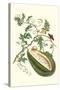 Watermelon and Slug Moth-Maria Sibylla Merian-Stretched Canvas