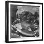 Watermelon Eating Contest-Joe Scherschel-Framed Photographic Print