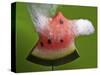 Watermelon Explosion-Alan Sailer-Stretched Canvas