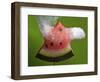 Watermelon Explosion-Alan Sailer-Framed Photographic Print