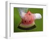 Watermelon Explosion-Alan Sailer-Framed Photographic Print