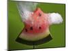 Watermelon Explosion-Alan Sailer-Mounted Photographic Print