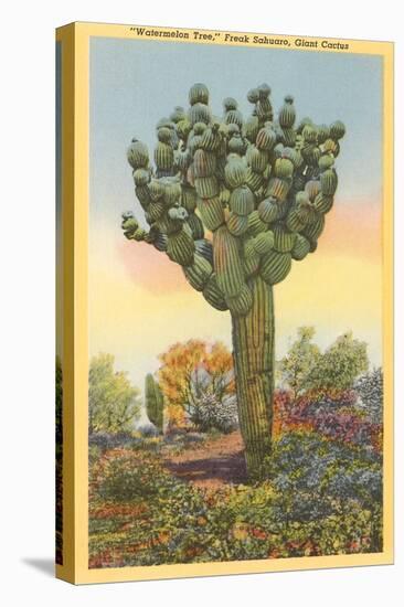 Watermelon Tree, Freak Saguaro Cactus-null-Stretched Canvas