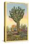 Watermelon Tree, Freak Saguaro Cactus-null-Stretched Canvas