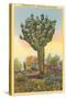 Watermelon Tree, Freak Saguaro Cactus-null-Stretched Canvas