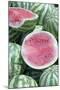 Watermelons, Ed Damer Village, Sudan, Africa-Jean-Pierre De Mann-Mounted Photographic Print