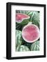 Watermelons, Ed Damer Village, Sudan, Africa-Jean-Pierre De Mann-Framed Photographic Print