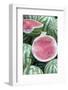 Watermelons, Ed Damer Village, Sudan, Africa-Jean-Pierre De Mann-Framed Photographic Print