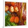 WaterPalm 01-Rick Novak-Framed Art Print