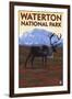 Waterton National Park, Canada - Caribou & Mountain-Lantern Press-Framed Art Print