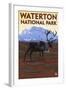 Waterton National Park, Canada - Caribou & Mountain-Lantern Press-Framed Art Print