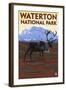 Waterton National Park, Canada - Caribou & Mountain-Lantern Press-Framed Art Print