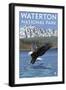 Waterton National Park, Canada - Eagle Fishing-Lantern Press-Framed Art Print
