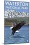 Waterton National Park, Canada - Eagle Fishing-Lantern Press-Mounted Art Print