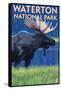Waterton National Park, Canada - Moose at Night-Lantern Press-Framed Stretched Canvas
