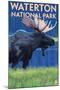 Waterton National Park, Canada - Moose at Night-Lantern Press-Mounted Art Print