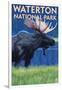 Waterton National Park, Canada - Moose at Night-Lantern Press-Framed Art Print