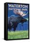 Waterton National Park, Canada - Moose at Night-Lantern Press-Framed Stretched Canvas