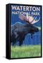 Waterton National Park, Canada - Moose at Night-Lantern Press-Framed Stretched Canvas