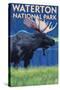 Waterton National Park, Canada - Moose at Night-Lantern Press-Stretched Canvas