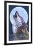 Waterton National Park, Canada - Wolf Howling-Lantern Press-Framed Art Print