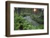 Waterviolet / featherfoil at sunset, Groot Schietveld, Wuustwezel, Belgium-Bernard Castelein-Framed Photographic Print