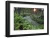 Waterviolet / featherfoil at sunset, Groot Schietveld, Wuustwezel, Belgium-Bernard Castelein-Framed Photographic Print