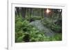 Waterviolet / featherfoil at sunset, Groot Schietveld, Wuustwezel, Belgium-Bernard Castelein-Framed Photographic Print