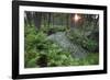 Waterviolet / featherfoil at sunset, Groot Schietveld, Wuustwezel, Belgium-Bernard Castelein-Framed Photographic Print