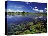 Waterways in Pantanal, Brazil-Darrell Gulin-Stretched Canvas