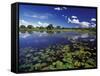 Waterways in Pantanal, Brazil-Darrell Gulin-Framed Stretched Canvas