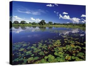 Waterways in Pantanal, Brazil-Darrell Gulin-Stretched Canvas