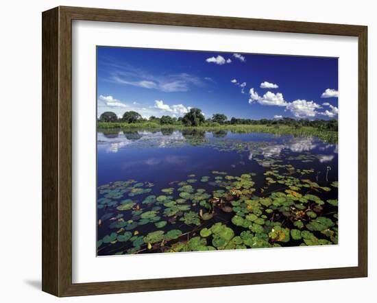 Waterways in Pantanal, Brazil-Darrell Gulin-Framed Premium Photographic Print