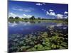 Waterways in Pantanal, Brazil-Darrell Gulin-Mounted Premium Photographic Print