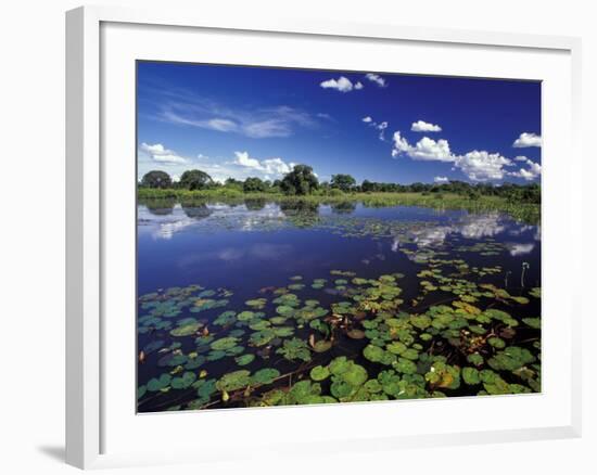 Waterways in Pantanal, Brazil-Darrell Gulin-Framed Photographic Print