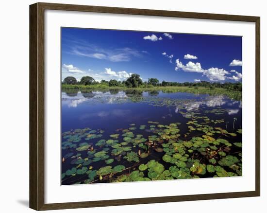 Waterways in Pantanal, Brazil-Darrell Gulin-Framed Photographic Print