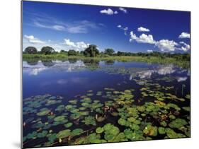 Waterways in Pantanal, Brazil-Darrell Gulin-Mounted Photographic Print
