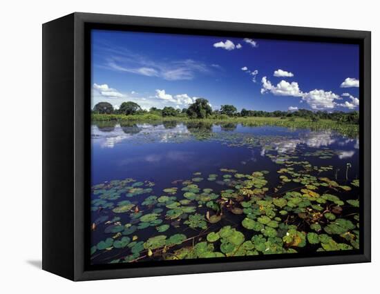 Waterways in Pantanal, Brazil-Darrell Gulin-Framed Stretched Canvas