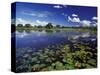 Waterways in Pantanal, Brazil-Darrell Gulin-Stretched Canvas