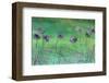 Watery Flower show-Claire Westwood-Framed Art Print