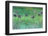 Watery Flower show-Claire Westwood-Framed Art Print