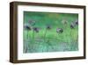 Watery Flower show-Claire Westwood-Framed Art Print